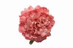 Peonias Flor Flamenca en Tonalidades Rosa. 16 cm 13.220€ #50657P2RS