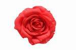 Red Rose in Medium Size. Model Oporto. 11cm