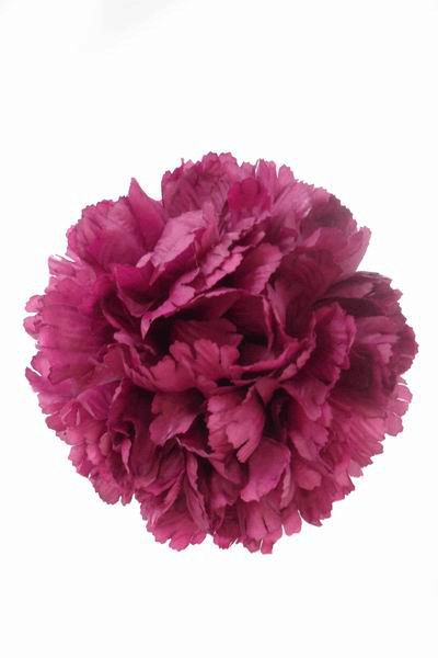 Cardinal Red Giant Carnation. 16 cm