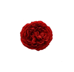 Flamenco Red Flower Coimbra. 7.5cm 4.460€ #5022397TRJ