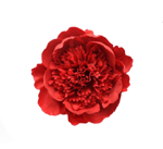 Red Flamenca Flower Leira. 16cm 14.880€ #50223112TRJ