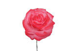 Rose de taille moyenne en tissu fuchsia. Modèle Oporto. 11 cm 0.000€ #50223104TFX