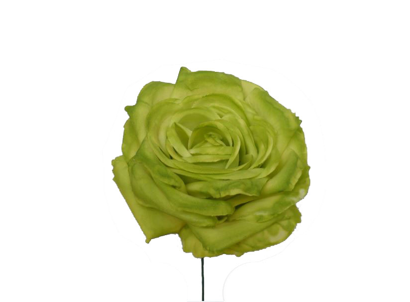 Pistachio Green Rose in Medium Size. Model Oporto. 11cm