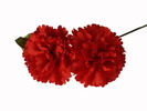 Flamenco Flower mod. Two Headed Carnation. 12X7.5cm