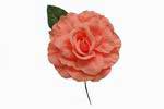 フラメンコ・コサージュ（花）　バラ　カラー:サ－モンピンク 5.500€ #50223FERIASALMON