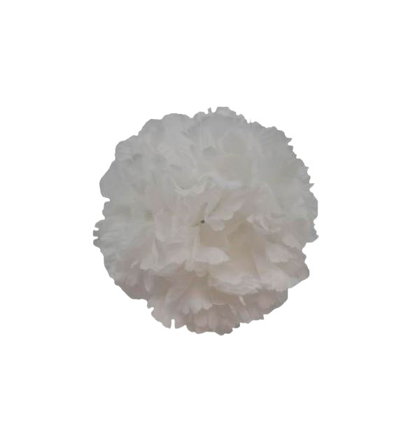 White Giant Carnation. 16 cm