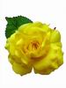黄色のフェリアコサ－ジュ. Cinthia モデル. 16cm 9.950€ #50657324AM