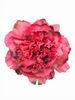 Fleur de Pivoine Flamenca aux Teintes Fuchsia. 16 cm 13.220€ #50657P2FX