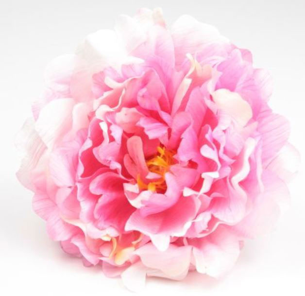 小さな牡丹。フラミンゴの花。ロサ。11cm