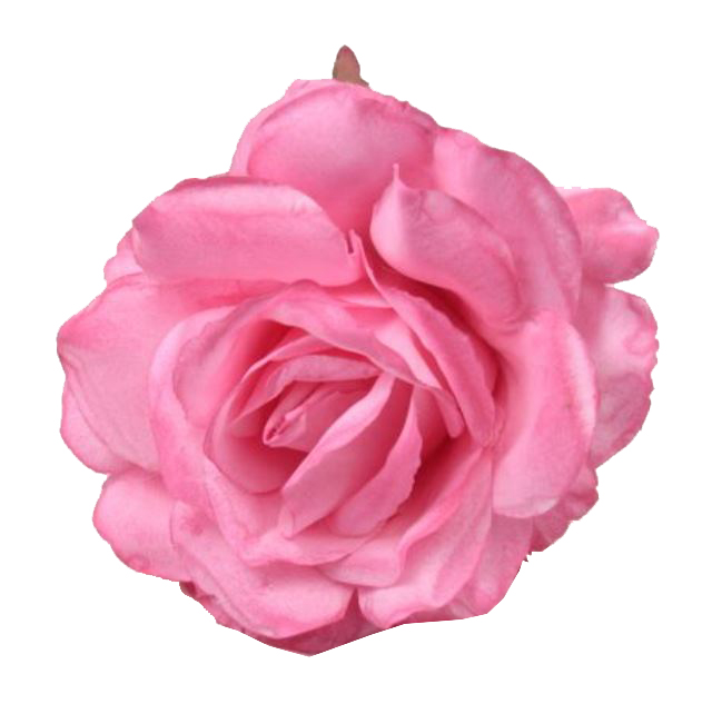 Buganvilla / Fucsia / Rosa