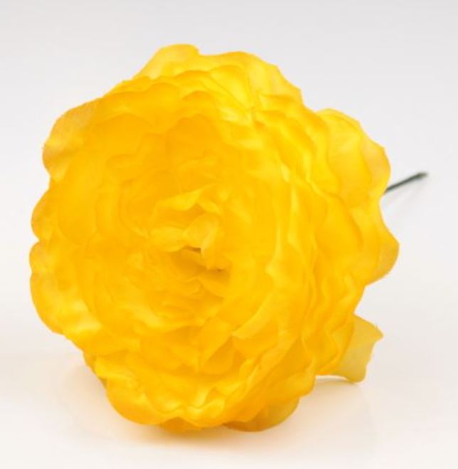 Flamenco Ranunculus Fleur Malaga. Jaune AM16. 9cm