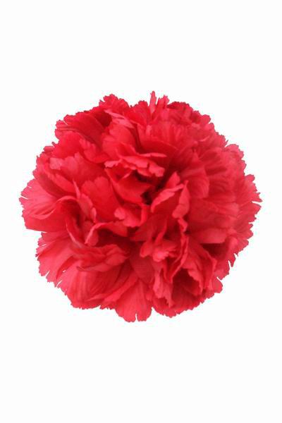 Oeillet Géant Fuchsia. 16 cm